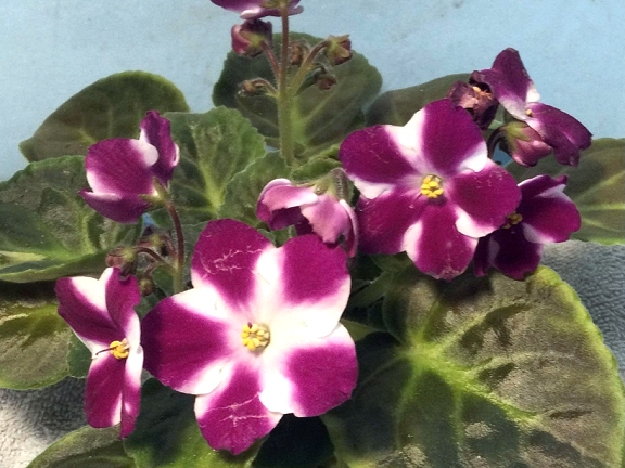 African Violet - Melodie Candy Apple - Click Image to Close